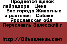 Продаётся щенок лабрадора › Цена ­ 30 000 - Все города Животные и растения » Собаки   . Ярославская обл.,Переславль-Залесский г.
